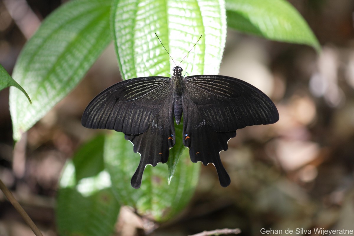 Papilio helenus Linnaeus, 1758